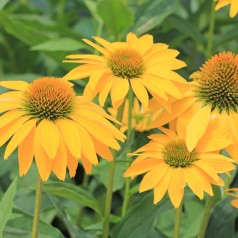 Purpursolhat Yellow Shade - Echinacea purpurea Yellow Shade