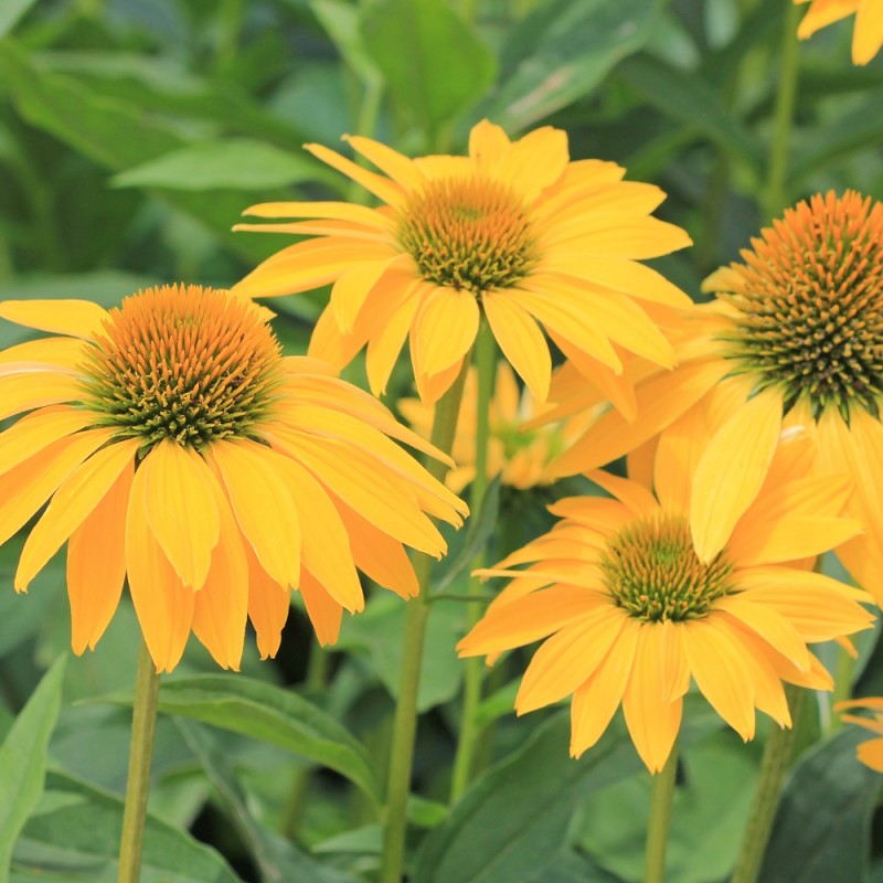 Purpursolhat Yellow Shade - Echinacea purpurea Yellow Shade