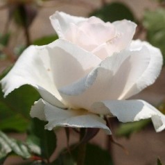 Rose Margaret Merril - Sjælden sort - Buketrose