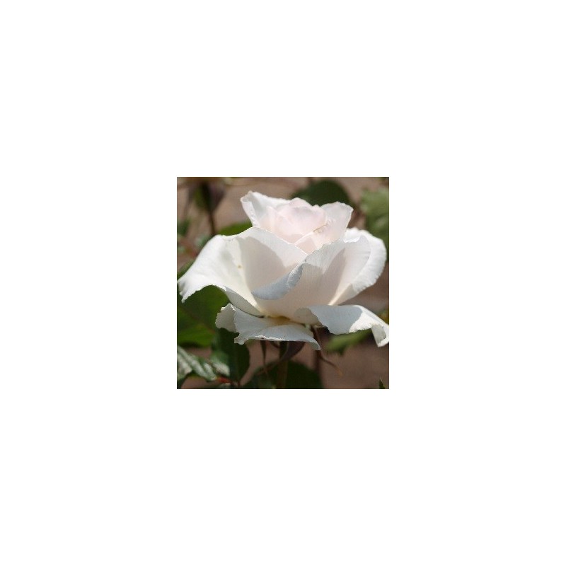 Rose Margaret Merril - Sjælden sort - Buketrose