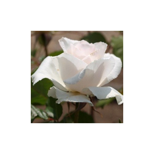 Rose Margaret Merril - Sjælden sort - Buketrose