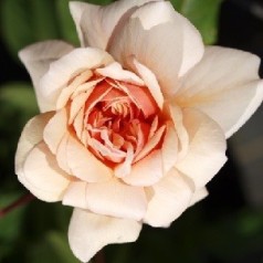 Rose Perle d Or - Historisk Rose