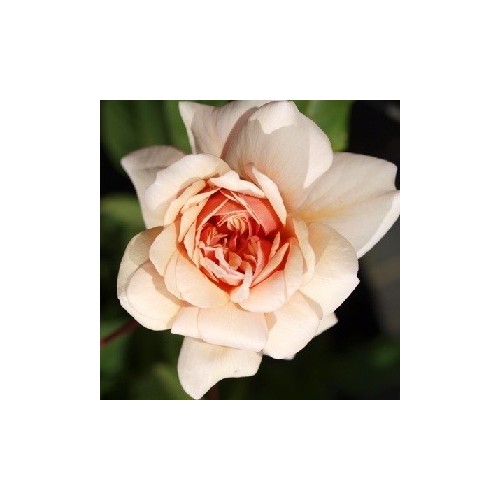 Rose Perle d Or - Historisk Rose