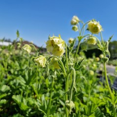 Nellikerod Tales of Hex - Geum rivale Tales of Hex