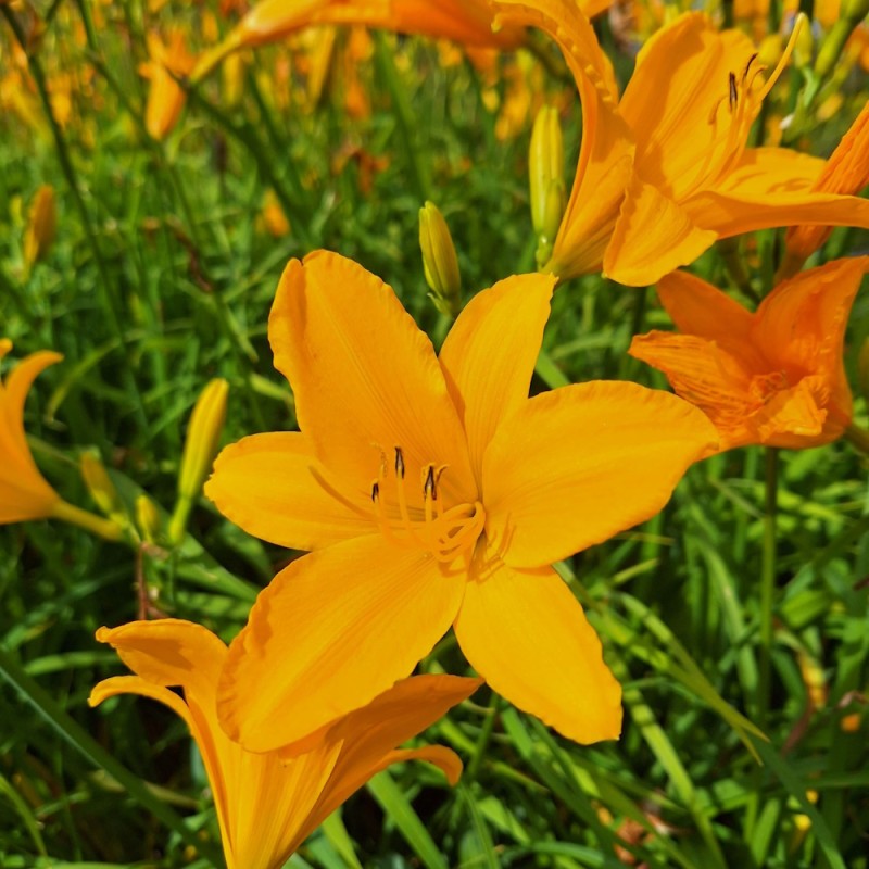 Daglilje Aten - Hemerocallis hybrid Aten