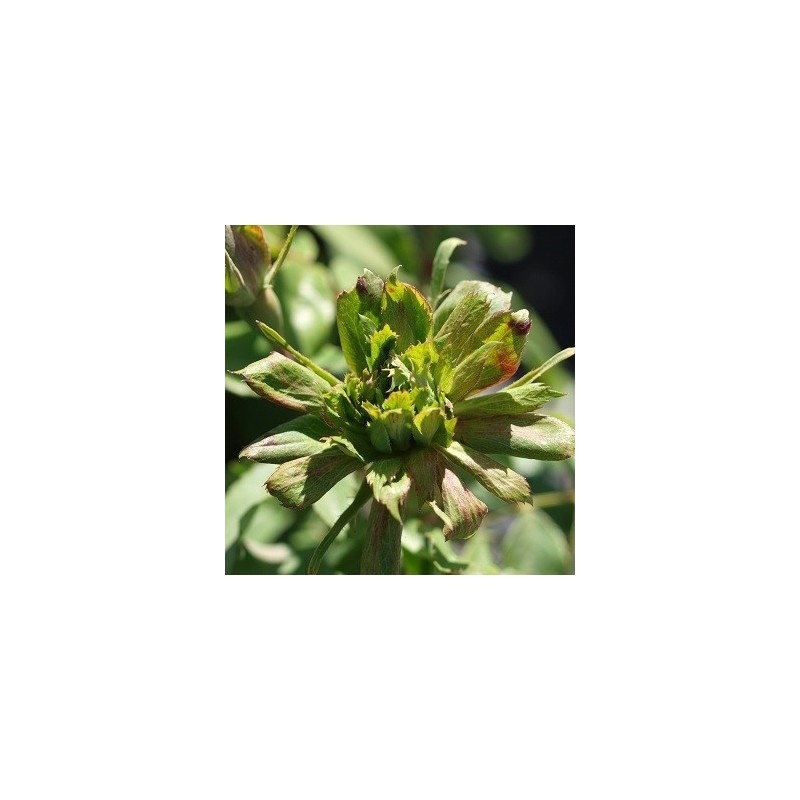 Rose Viridiflora - Historisk Rose