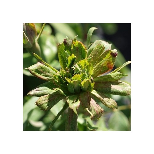 Rose Viridiflora - Historisk Rose