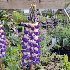 Lupin Cierra - Lupinus arboreus Lupinova Cierra