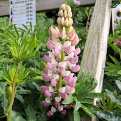 Lupin Gallery Rosa Shades - Lupinus polyphyllus Gallery Rosa Shades