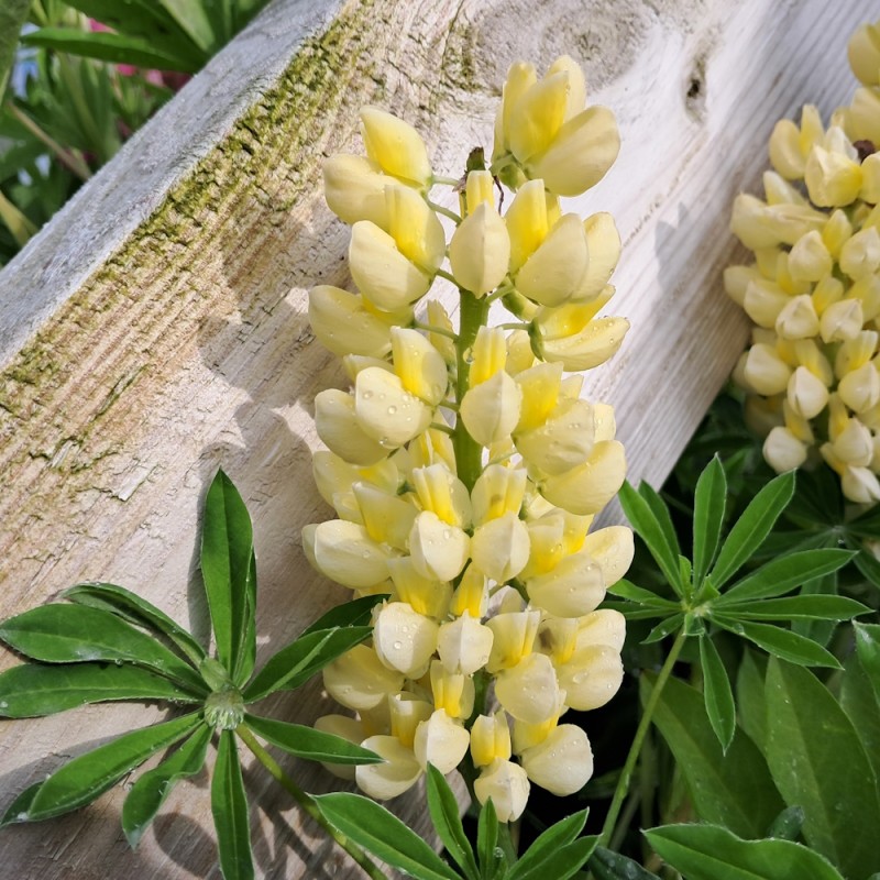 Lupin Leonora - Lupinus arboreus Lupinova Leonora