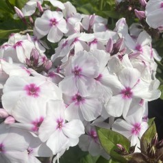 Høstfloks Famous White Eye - Phlox paniculata Famous White Eye