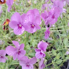 Hornviol Letitia -  Viola cornuta Letitia