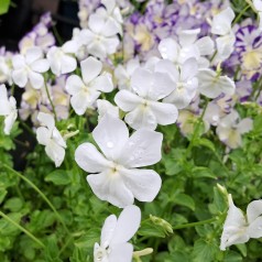 Hornviol Wisley White - Viola cornuta Wisley White