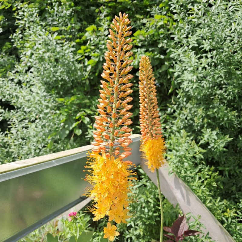 Kleopatras Nål Rumba - Eremurus isabellinus Rumba