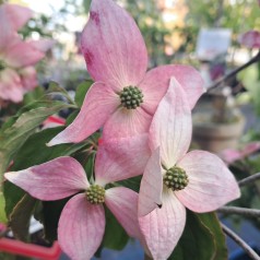 Koreakornel Beni-fuji - Cornus kousa Beni-fuji