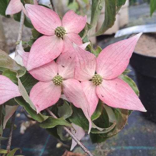 Koreakornel Beni-fuji - Cornus kousa Beni-fuji
