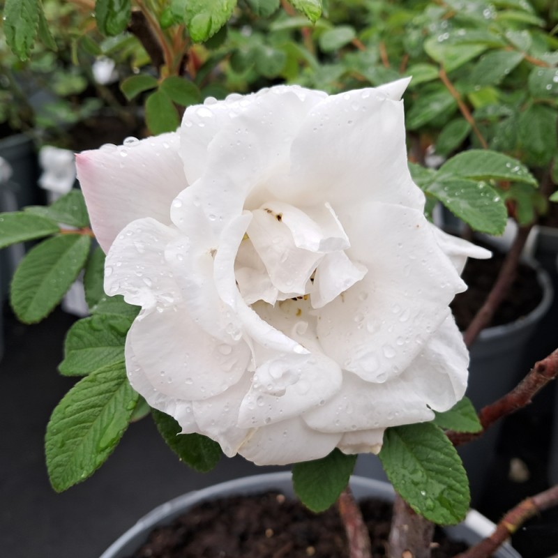 Rose Louise Bugnet - Canadisk Rose