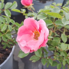 Rose Sweet Cover - Bunddække roser Towne & Country