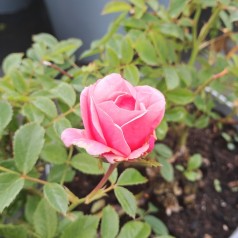 Rose Sweet Cover - Bunddække roser Towne & Country