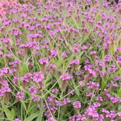 Violjernurt - Verbena rigida