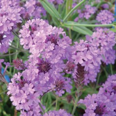 Violjernurt - Verbena rigida