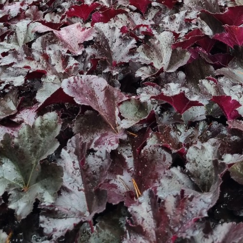 Alunrod Black Pearl - Heuchera hybrid Black Pearl