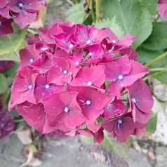 Hortensia Forever and Ever Purple 30-60 cm. - Hydrangea macrophylla Forever and Ever Purple