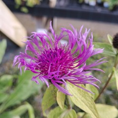 Knopurt Caramia - Centaurea jacea Caramia