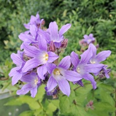 Mælkeklokke Prichard's Variety - Campanula lactiflora Prichard's Variety