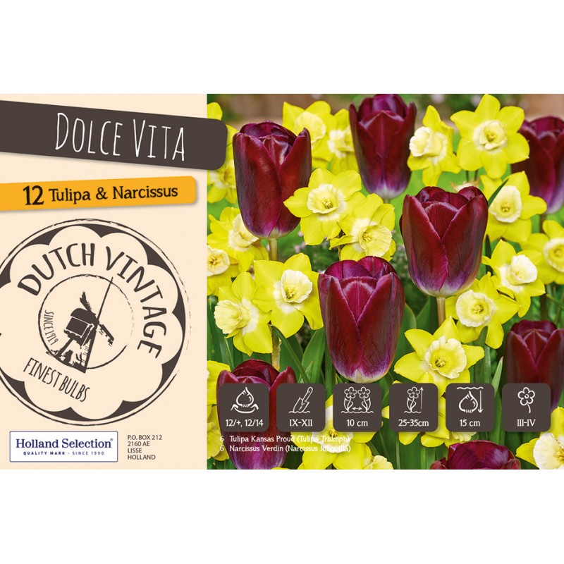 Blomsterløg mix - Dolce Vita, Dutch Vintage 12 Løg