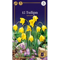 Skov-tulipan - Tulipa...