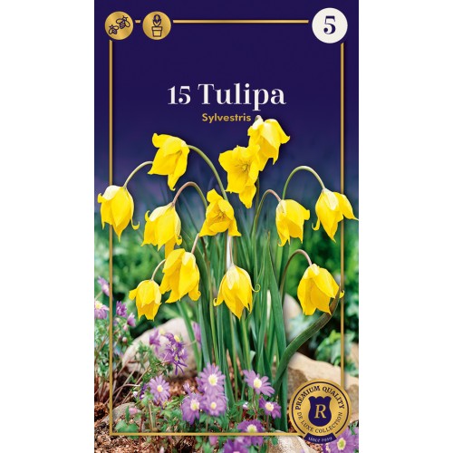 Skov-tulipan - Tulipa Sylvestris, 15 løg