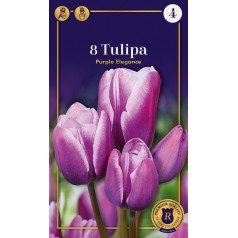 Tulipanløg - Purple Elegance, Supreme 8 løg