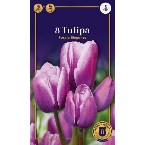 Tulipanløg - Purple Elegance, Supreme 8 løg