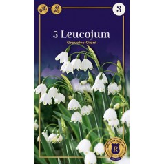 Dorothealilje - Gravety...