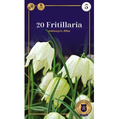 Vibeæg/Fritillaria - meleagris Alba, supreme 20 løg