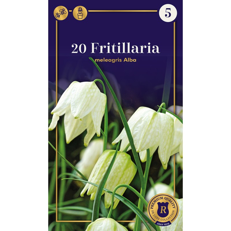 Vibeæg / Fritillaria meleagris Alba, supreme 20 løg