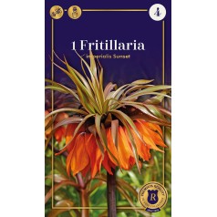 Kejserkrone / Fritillaria...