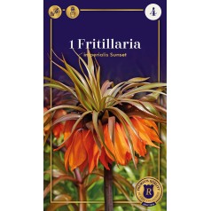 Kejserkrone/Fritillaria - Imperialis Sunset, Supreme 1 løg