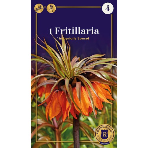 Kejserkrone / Fritillaria imperialis Sunset, Supreme 1 løg