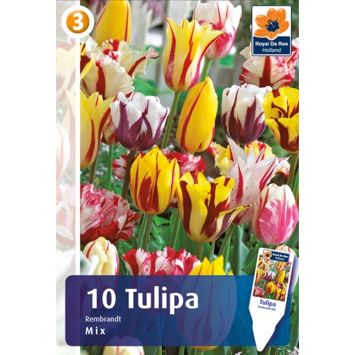 Tulipanløg mix - Rembrandt mix, Master 10 løg