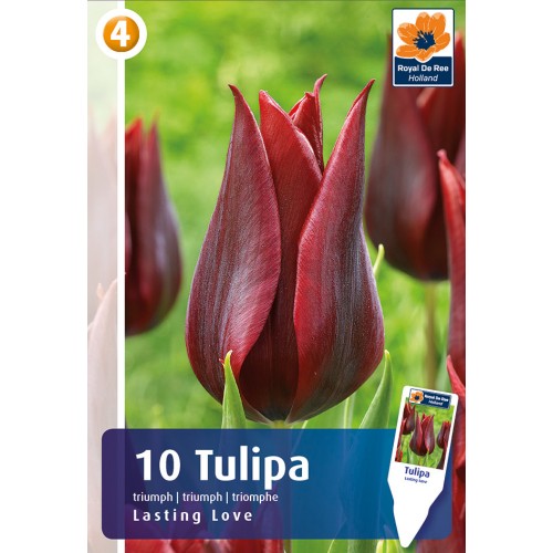 Tulipanløg - Lasting Love, Master 10 løg