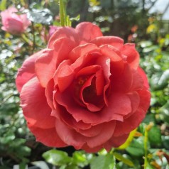 Rose Hot Chocolate - Buketrose