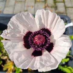 Kæmpevalmue Royal Wedding - Papaver orientale Royal Wedding