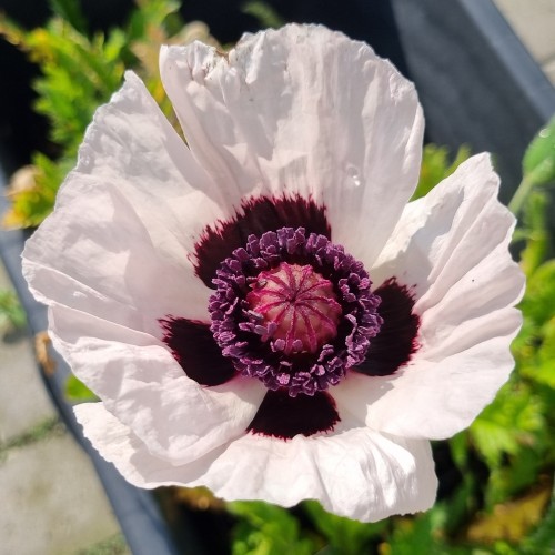 Kæmpevalmue Royal Wedding - Papaver orientale Royal Wedding