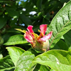 Mispel - Mespilus germanica Westerveld