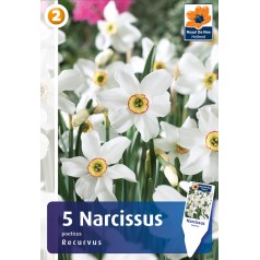 Pinseliljeløg - Recurvus,...