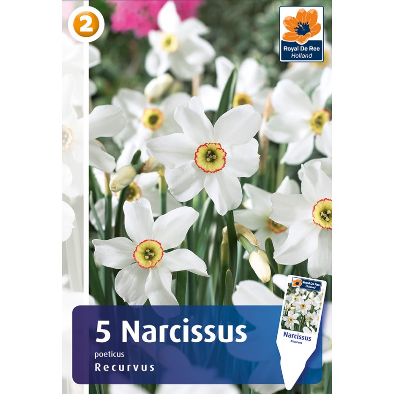 Pinseliljeløg - Recurvus, Master 5 løg