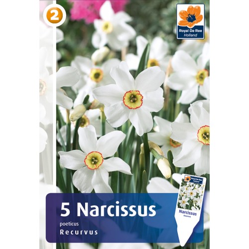 Pinseliljeløg - Recurvus, Master 5 løg
