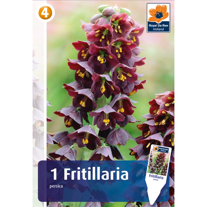 Persisk vibeæg / Fritillaria persica